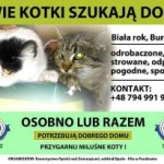 toz_koty